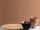 Echtholz Tapete Design sapele