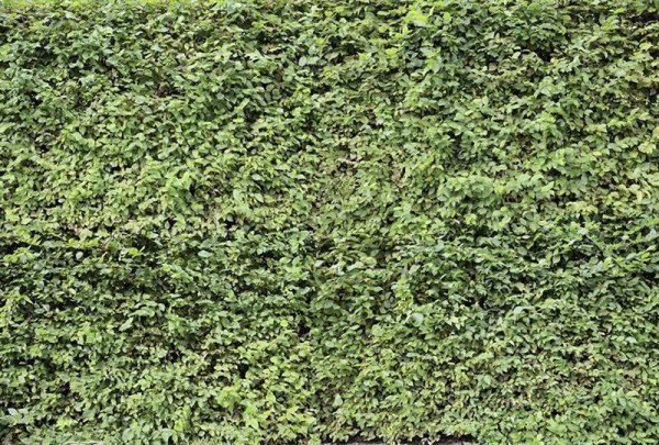 Fototapete | 4,00 m x 2,70 m | Strukturvlies Plus | Hecke