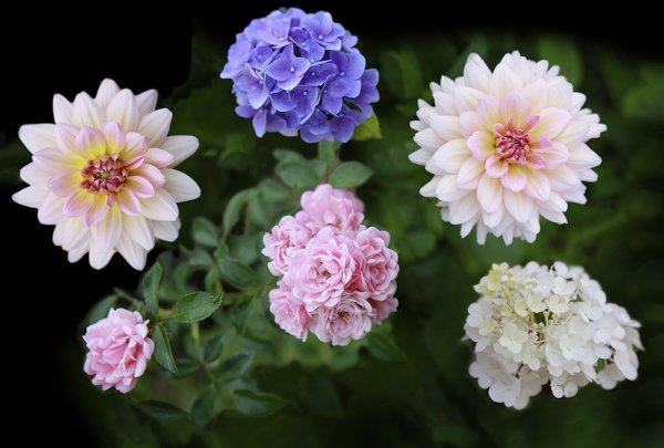 Fototapete | 4,00 m x 2,70 m | Strukturvlies Plus | Flowers
