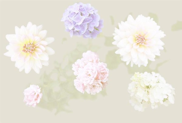 Fototapete | 4,00 m x 2,70 m | Strukturvlies Plus 2 | Flowers