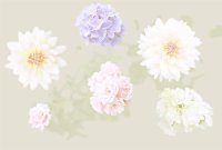 Fototapete | 4,00 m x 2,70 m | Mica | Flowers