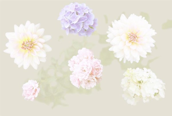 Fototapete | 4,00 m x 2,70 m | 130 g Glattvlies (matt) | Flowers