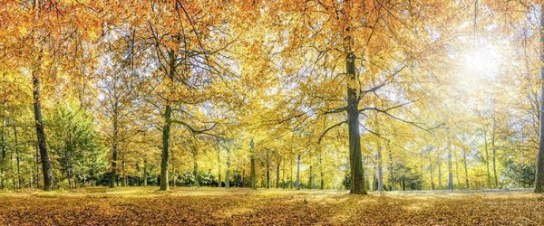 Fototapete | 6,00 m x 2,50 m | 150 g Vlies Basic | AutumnForest