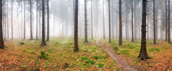 Fototapete | 6,00 m x 2,50 m | 200 g Vlies Premium | FoginForest