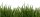 Fototapete | 6,00 m x 2,50 m | Mica | GreenGrassDeta