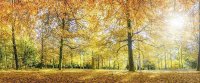 Fototapete | 6,00 m x 2,50 m | Mica | AutumnForest