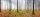 Fototapete | 6,00 m x 2,50 m | Mica | FoginForest