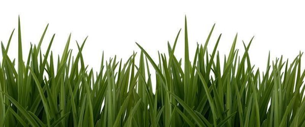 Fototapete | 6,00 m x 2,50 m | 130 g Glattvlies (matt) | GreenGrassDeta