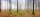 Fototapete | 6,00 m x 2,50 m | 130 g Glattvlies (matt) | FoginForest