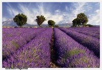 XXL wallpaper Lavendar 5 x 3,33 Meter (150g Vlies)