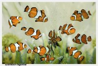 XXL wallpaper Clownfish 5 x 3,33 Meter (150g Vlies)