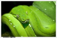XXL wallpaper Greensnake 5 x 3,33 Meter (150g Vlies)
