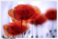 XXL wallpaper Corn Poppy 5 x 3,33 Meter (150g Vlies)