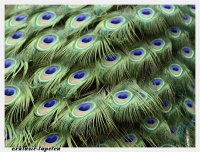 XXL wallpaper Peacock 5 x 3,33 Meter (150g Vlies)