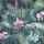 Global Fusion - Tapete Floral Fauna