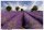 M wallpaper  Lavender 1,33 x 2 Meter (150g Vlies)