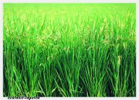 M wallpaper  Grass 1,33 x 2 Meter (150g Vlies)