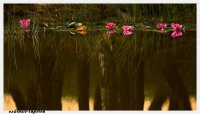 M wallpaper  Lagoon 1,33 x 2 Meter (150g Vlies)