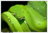 L wallpaper Green Snake 3 x 2,5 Meter (150g Vlies)