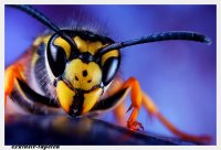 XL wallpaper Wasp 4 x 2,67 Meter (150g Vlies)