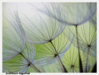 XL wallpaper Dandelion 4 x 2,67 Meter (150g Vlies)