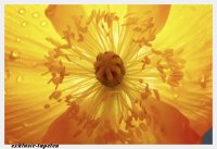 XL wallpaper Flower 4 x 2,67 Meter (150g Vlies)