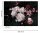 Fototapete 3,5 x 2,55 M. Bunch of Flower 2