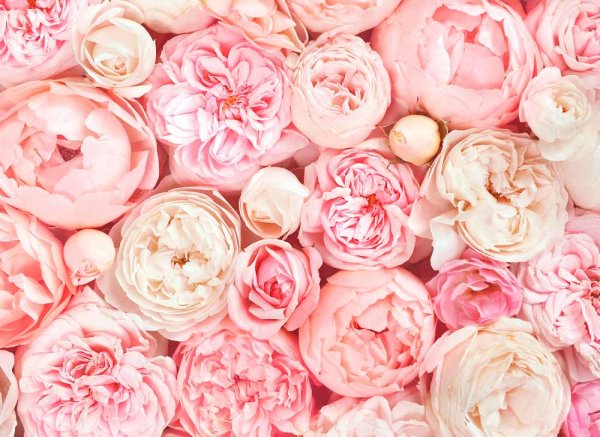 Fototapete 3,5 x 2,55 M. Roses