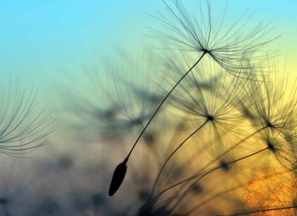 Fototapete 3,5 x 2,55 M. Flying Dandelion 1