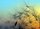 Fototapete 3,5 x 2,55 M. Flying Dandelion 1