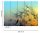 Fototapete 3,5 x 2,55 M. Flying Dandelion 1