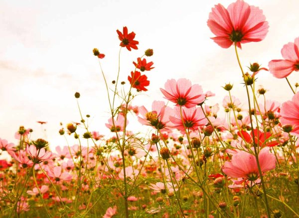 Fototapete 3,5 x 2,55 M. Flower Meadow 1