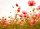 Fototapete 3,5 x 2,55 M. Flower Meadow 1
