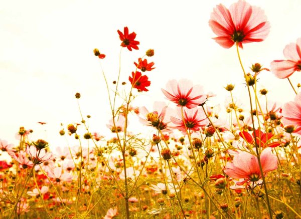 Fototapete 3,5 x 2,55 M. Flower Meadow 2