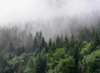 Fototapete 3,5 x 2,55 M. Foggy Fir Trees