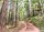 Fototapete 3,5 x 2,55 M. Forest Walk 1