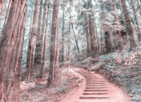 Fototapete 3,5 x 2,55 M. Forest Walk 2