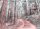 Fototapete 3,5 x 2,55 M. Forest Walk 2
