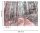 Fototapete 3,5 x 2,55 M. Forest Walk 2