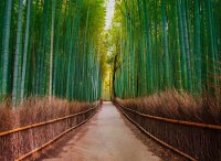 Fototapete 3,5 x 2,55 M. Bambus Walk