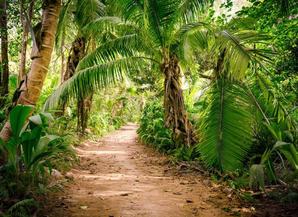 Fototapete 3,5 x 2,55 M. Palm Walk