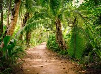 Fototapete 3,5 x 2,55 M. Palm Walk