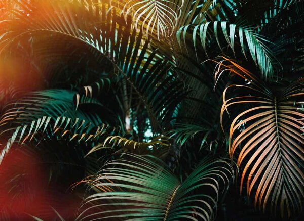 Fototapete 3,5 x 2,55 M. Jungle Colour