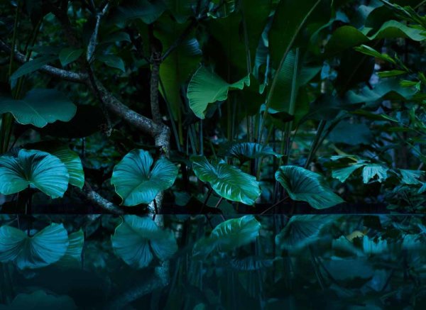 Fototapete 3,5 x 2,55 M. Tropical