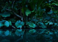 Fototapete 3,5 x 2,55 M. Tropical