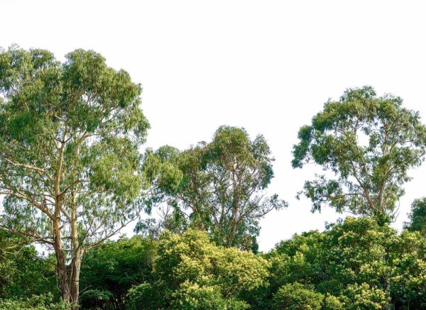 Fototapete 3,5 x 2,55 M. Treetop