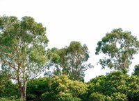 Fototapete 3,5 x 2,55 M. Treetop