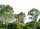 Fototapete 3,5 x 2,55 M. Treetop