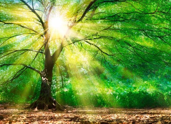 Fototapete 3,5 x 2,55 M. Forest Light
