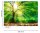 Fototapete 3,5 x 2,55 M. Forest Light